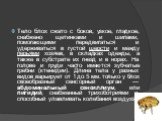 Тело блох сжато с боков, узкое, гладкое, снабжено щетинками и шипами, помогающими передвигаться и удерживаться в густой шерсти и между перьями хозяев, в складках одежды, а также в субстрате их гнезд и в норах. На голове и груди часто имеются зубчатые гребни (ктенидии). Длина тела у разных видов варь