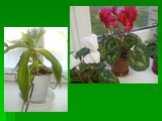 Комнатные растения, обладающие лечебным свойством Слайд: 2