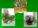 Комнатные растения, обладающие лечебным свойством Слайд: 7