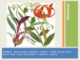 Ледебурия общественная (Ledebouria socialis): 1 - общий вид растения; 2 - цветок. Лилия Генри (Lilium henryi): 3 - фрагмент соцветия. Лилейные.