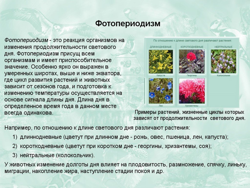 В чем заключается цветение в жизни растения. Фотопериодизм. Фотопериодизм у растений. Фотопериодизм у растений и животных. Суточный фотопериодизм у растений.