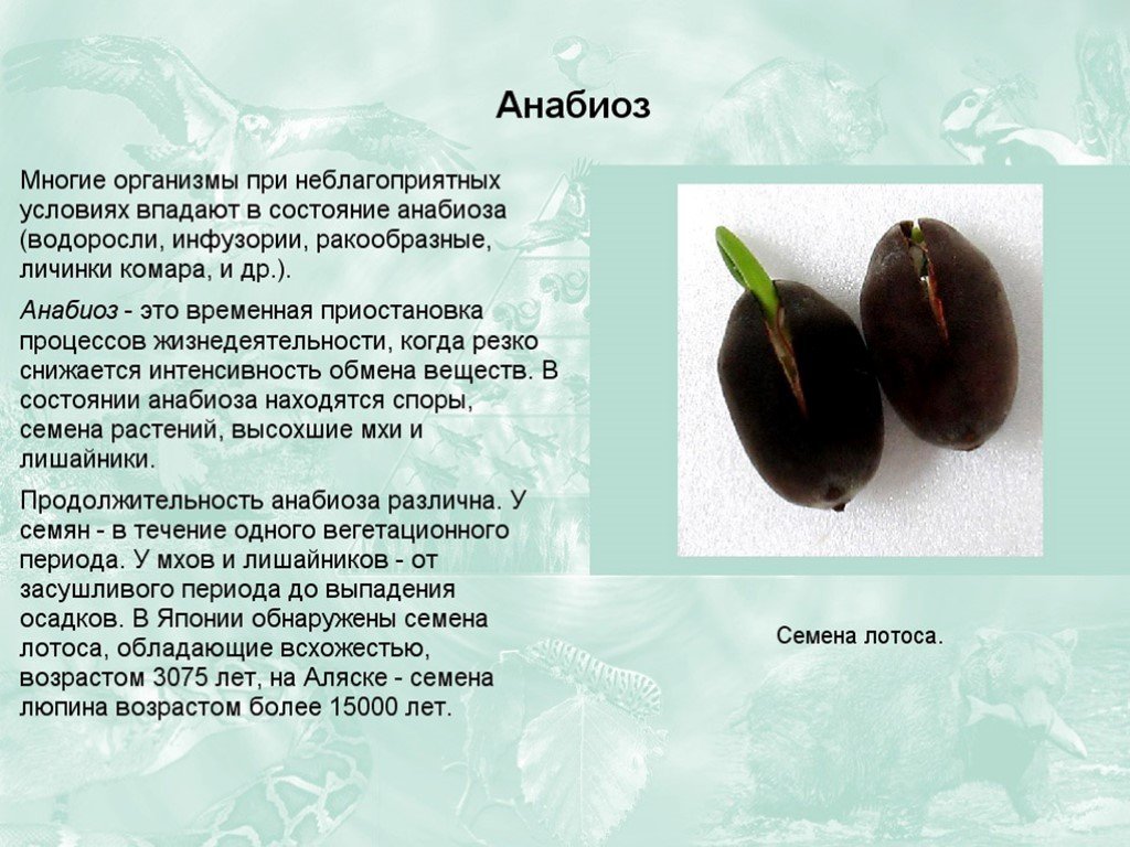 Анабиоз что это такое простыми. Анабиоз примеры. Анабиоз у растений примеры. Анабиоз примеры животных и растений. Анабиозное состояние у растений.