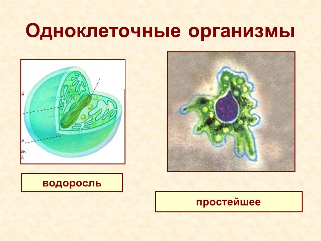 Одноклеточная брюс. Одноклеточные организмы. Одноклеточный организм водоросли. Простейшие водоросли. Одноклеточные растения.