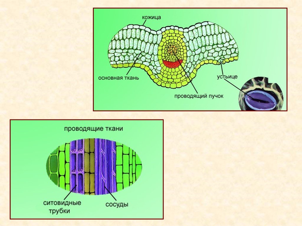 В ядрах клеток многоклеточного. Ткани многоклеточных организмов. Функции тканей многоклеточных организмов. Ткани многоклеточных животных. Клетки, ткани и органы многоклеточных.