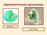 Одноклеточные организмы. водоросль простейшее