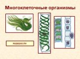 Многоклеточные организмы. водоросли