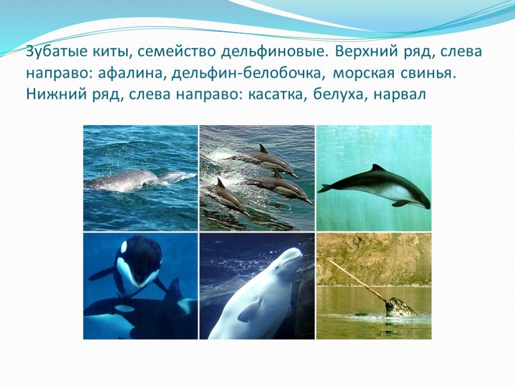 К какой группе океана относится белуха. Водная среда обитания Дельфин. Среда обитания китообразных. Аллогенез примеры. Приспособления китообразных к водной среде.