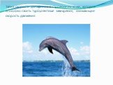 Тайна скорости дельфинов в строении их кожи, которое способно гасить турбулентные завихрения, снижающие скорость движения