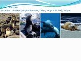 Слева направо: ушастые тюлени (морской котик, сивуч, морской лев), морж