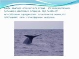 Самое заметное отличие кита от рыб – это горизонтальное положение хвостового плавника. Оно позволяет китообразным передвигаться по волнистой линии, что обеспечивает связь с атмосферным воздухом.