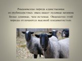 Романовская порода единственная из грубошерстных овец имеет пуховые волокна более длинные, чем остевые. Овцематки этой породы отличаются высокой плодовитостью.