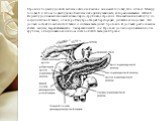 Строение поджелудочной железы очень необычное: она имеет головку, тело и хвост. Между головкой и телом поджелудочной железы находится узкая часть, которая называется шейкой. Поджелудочная железа имеет альвеолярно-трубчатое строение. Она заключена в капсулу из соединительной ткани, от которой внутрь 
