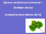 Органы воздушного питания –. Зеленые листья (хлоропласты в мякоти листа)