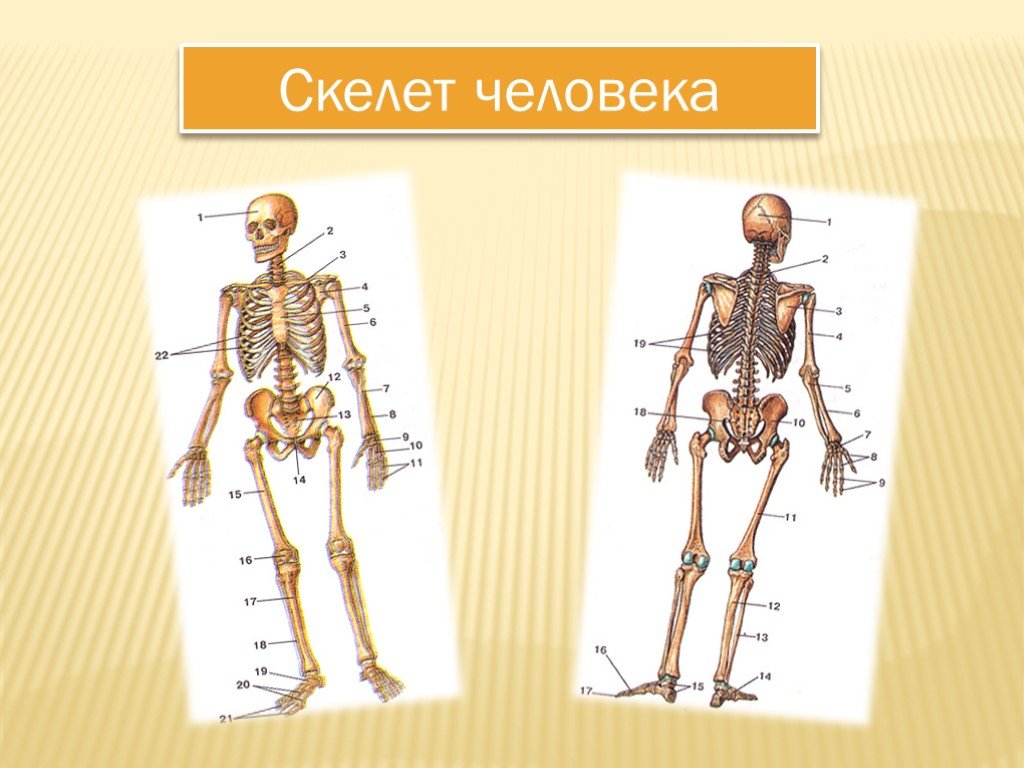 Презентация скелет человека 3 класс