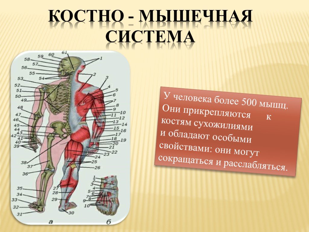 Проект на тему влияние пк на костно мышечный аппарат учащихся