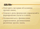 Цель: Повторить материал об основных группах мышц; Показать роль физических упражнений в формировании скелета и мышц; Познакомиться с физическими упражнениями, развивающими различные группы мышц.