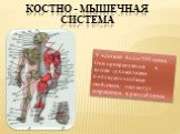 КОСТНО - МЫШЕЧНАЯ СИСТЕМА. У человека более 500 мышц. Они прикрепляются к костям сухожилиями и обладают особыми свойствами: они могут сокращаться и расслабляться.