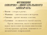 Функции опорно – двигательного аппарата: Кости – опора и рычаг; Мышцы – двигательная и моторная; Связки – крепят мышцы к костям; Суставы – подвижность частей скелета. Кроме движения, скелет и мышечный корсет выполняют функцию вместилища для внутренних органов, защищая их от механических повреждений.