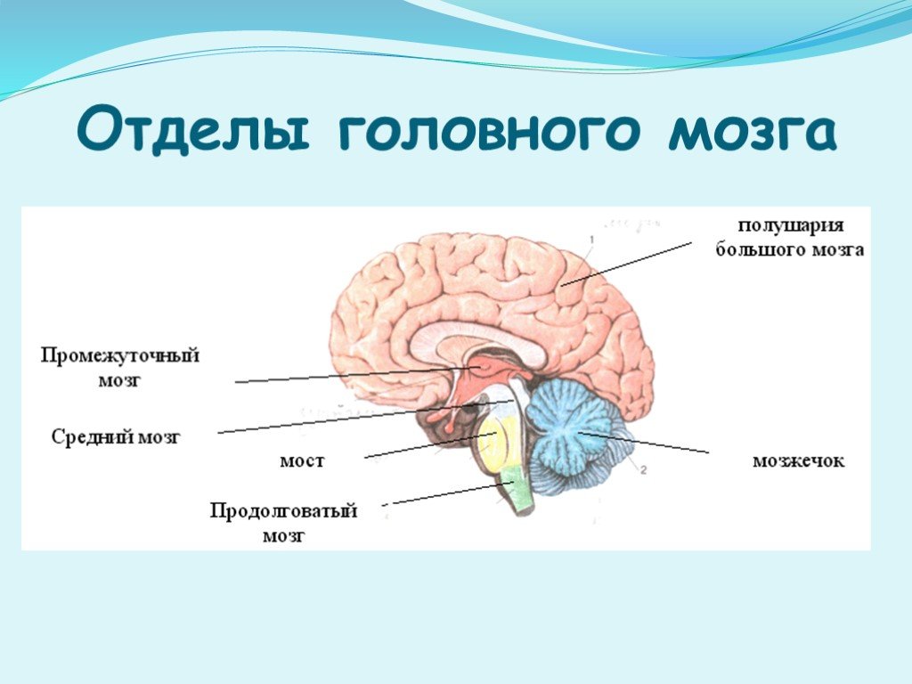 Укажи название отделов головного мозга. Отделы головного мозга. 8 Кл. Основные пять отделов головного мозга:. Отделы головного мозга 8 класс биология. Структуры головного мозга 5 отделов.