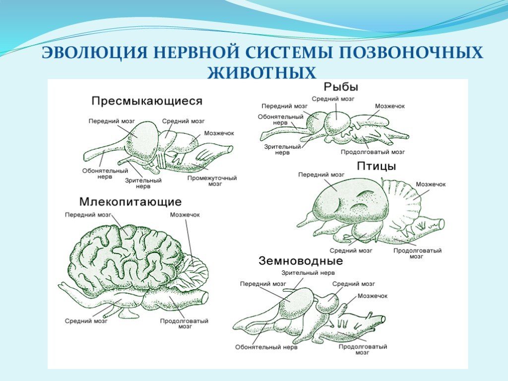 Развитие головного мозга у млекопитающих. Схема эволюции нервной системы у животных таблица. Нервная система позвоночных животных. Эволюция нервной системы позвоночных животных. Эволюция нервной системы у животных таблица.