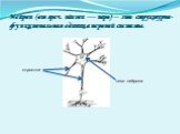 Нейрон (от греч. néuron — нерв) – это структурно-функциональная единица нервной системы. тело нейрона отростки