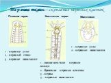 Нервная ткань – скопление нервных клеток. Плоские черви Кольчатые черви Моллюски. 1 – нервные узлы 2 – нервный ствол 3 – нервное окончание. 1 – окологлоточное нервное кольцо 2 – брюшная нервная цепочка 3 – нервы 4 – нервные окончания. 1 – нервные узлы 2 – нервные окончания
