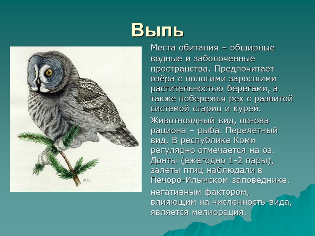 Рассмотрите изображение серой неясыти выберите характеристики соответствующие внешнему строению