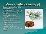 Сосна сибирская (кедр). Дерево высотой до 35м, вечнозеленое, укороченные побеги с 5-7 хвоинками на верхушке. Шишки с многочисленными съедобными орешками. Условия произрастания – хвойные леса. Лимитирующие факторы – рубка лесов. Меры охраны: Вид, охраняемый в Республике Коми.