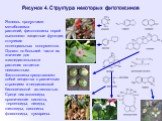 Рисунок 4. Структура некоторых фитотоксинов. Являясь продуктами метаболизма растений, фитотоксины порой выполняют защитные функции, отпугивая потенциальных консументов. Однако по большей части их значение для жизнедеятельности растения остается неизвестным. Фитотоксины представляют собой вещества с 