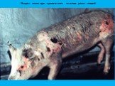 Некроз кожи при хроническом течении рожи свиней