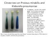 Citrate test on Proteus mirabilis and Klebsiella pneumoniae. A negative citrate test result given by Proteus mirabilis (left) is indicated by a lack of growth and no color change. A positive result given by Klebsiella pneumoniae (right) is indicated by growth and a blue color change. An uninoculated