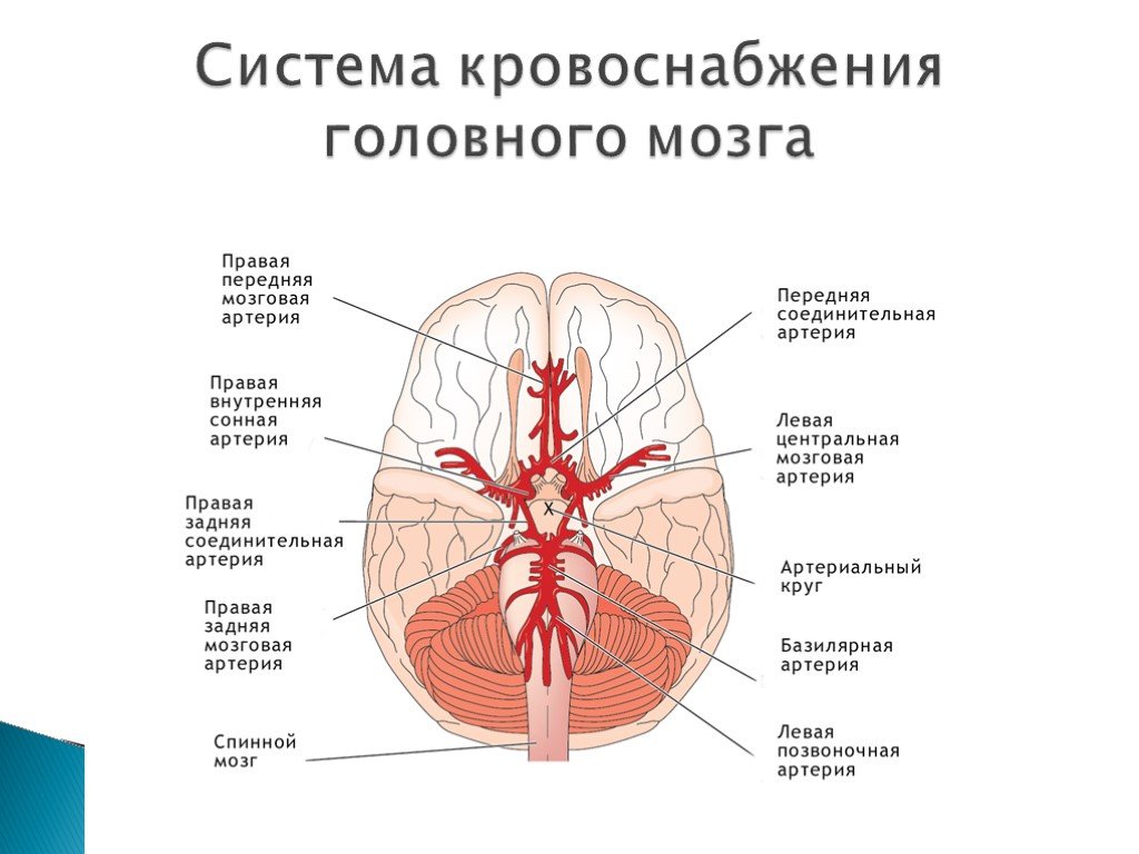 Круг кровообращения головы. Кровоснабжение головного мозга схема Виллизиев круг. Артерии образующие артериальный круг мозга. Кровоснабжение головного мозга анатомия Виллизиев круг. Большой артериальный (Виллизиев) круг головного мозга.