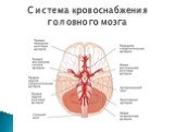 Система кровоснабжения головного мозга
