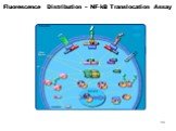 Fluorescence Distribution – NF-kB Translocation Assay