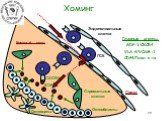 Хоминг Костный мозг Сосуд Остеобласты Остеоциты. Стромальные клетки. Главные агенты: SDF-1/CXCR4 VLA-4/VCAM-1 CD44/Гиал.к-та