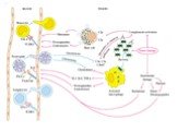 Клеточный цикл и апоптоз Слайд: 30
