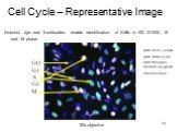 Cell Cycle – Representative Image. Hoechst dye and 3 antibodies enable identification of Cells in G0, G1/G2, S and M phase. GO G1 S G2 M 20x objective. Anti- Ki-67 yellow Anti- BrdU cyan Anti-Phospho Histone H3 green Hoechst blue