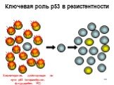 N. Ключевая роль p53 в резистентности. 17p- До лечения