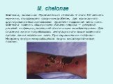 M. chelonae. Флегмона, вызванная Mycobacterium chelonae. У этого 40-летнего мужчины, страдающего сахарным диабетом, для коронарного шунтирования был использован фрагмент подкожной вены ноги. Флегмона голени с обширными очагами некроза — результат раневой инфекции, вызванной атипичными микобактериями