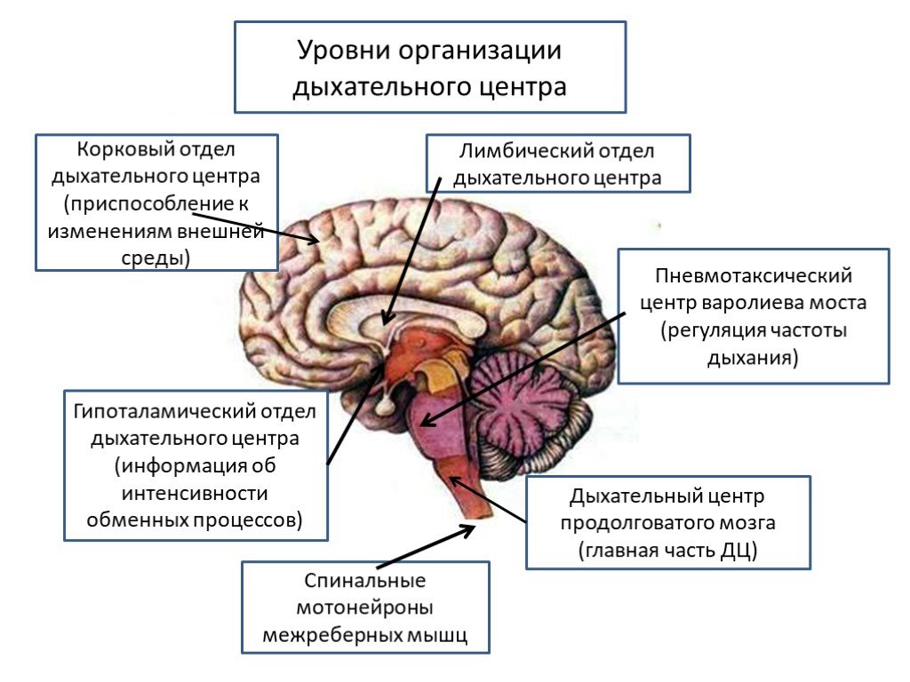 Отдел мозга содержащий центр кашлевого рефлекса. Дыхательный рефлекс отдел мозга. Отделы головного мозга центры регуляция дыхания. Дыхательный центр продолговатого мозга. Дыхательный центр отдел мозга.