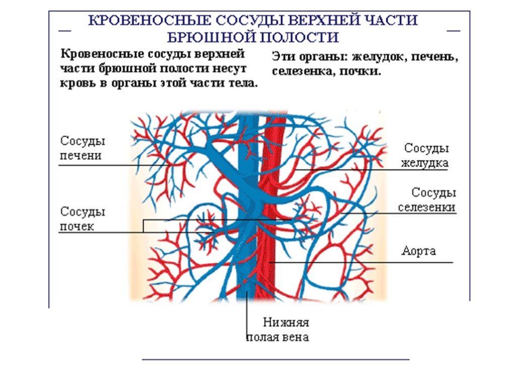 Особенность строения вены по сравнению с артерией. Строение сосудов брюшной полости. Вены и сосуды брюшной полости. Кровоснабжение органов брюшной полости анатомия. Кровоснабжение брюшной полости схема.