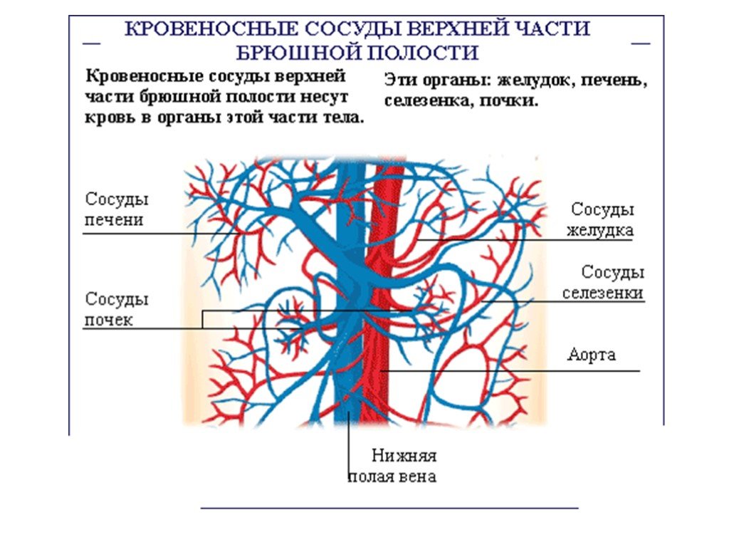 Нижняя полая артерия. Кровоснабжение брюшной полости схема. Кровеносные сосуды брюшной полости схема. Артерии органов брюшной полости анатомия. Вены и артерии брюшной полости схема.