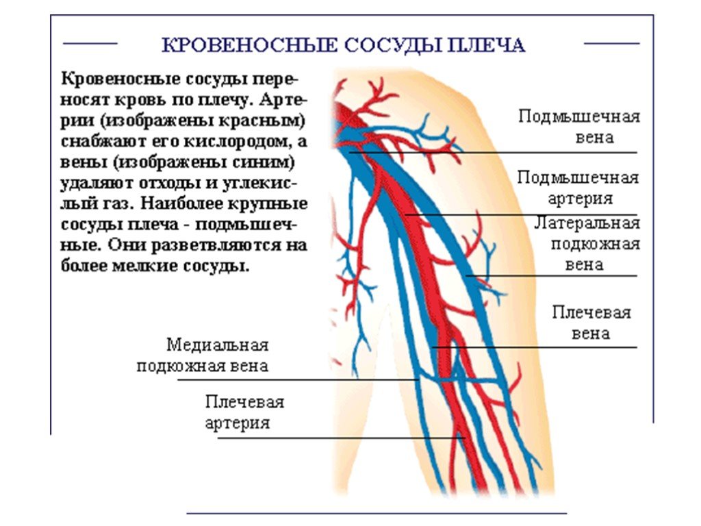 Кровообращение верхней конечности. Вены человека анатомия схема. Сосуды верхней конечности анатомия. Подмышечная Вена анатомия схема. Вены верхней конечности анатомия схема.