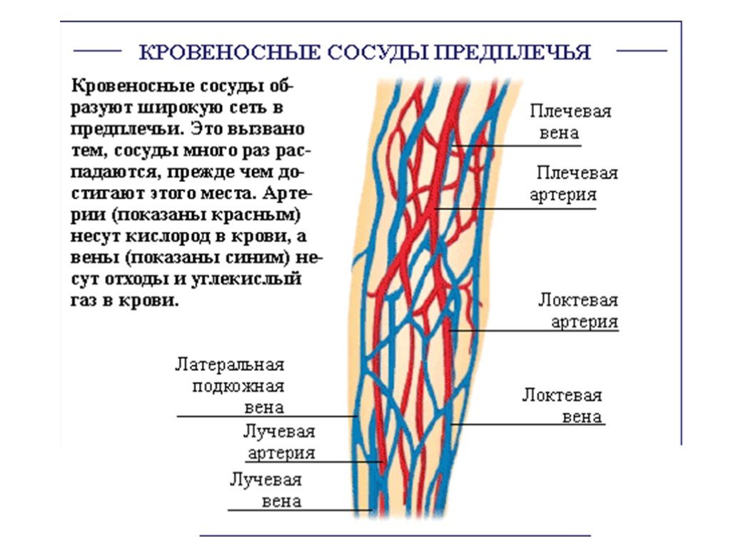 Направление крови в венах