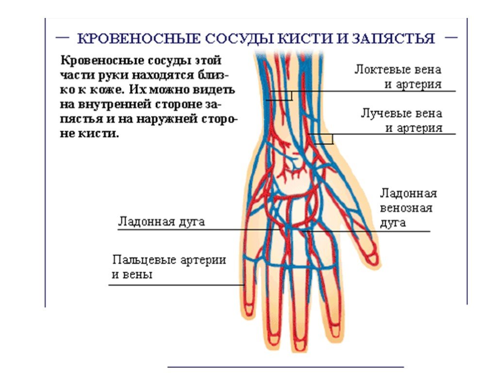 Артерия на запястье. Кровоснабжение лучезапястного сустава схема. Венозное кровоснабжение кисти. Анатомия сосудов пальцев кисти. Кровеносная система руки человека схема.