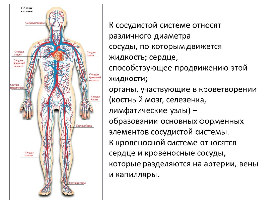 Анатомия кровеносной системы. Сосуды кровеносной системы. Сосуды человека схема. Что относится к кровеносной системе. Что относится к кровеносной системе человека.