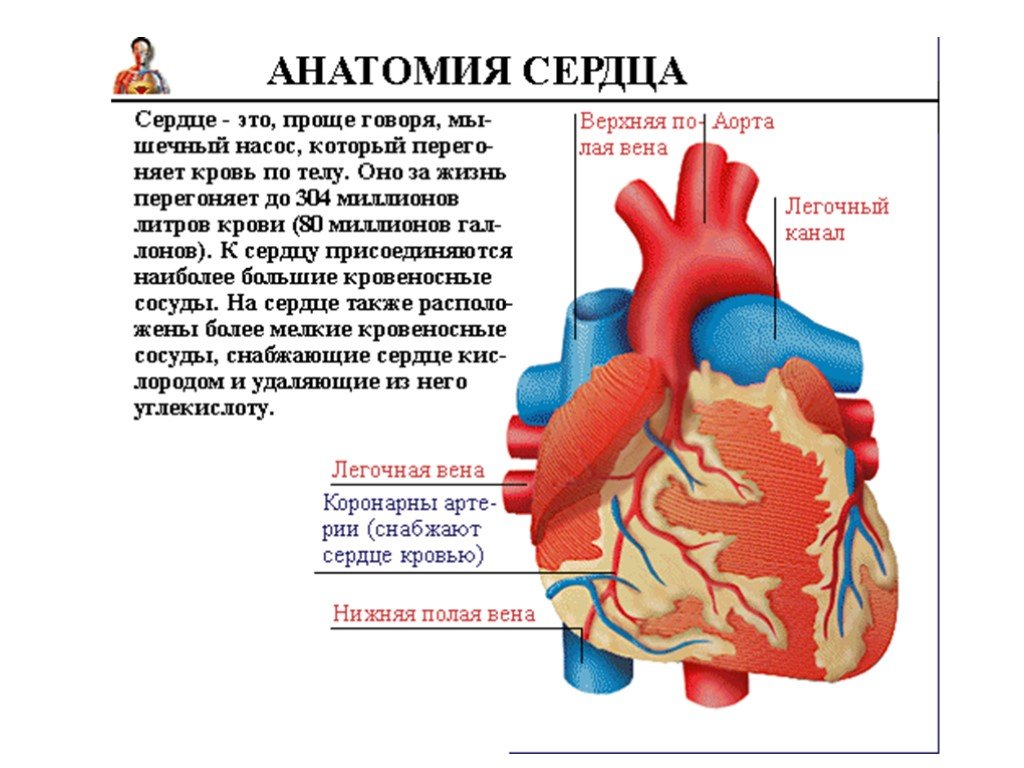 Сердце человека литература. Анатомия и физиология сердца. Сердце для презентации. Анатомия и физиология се.
