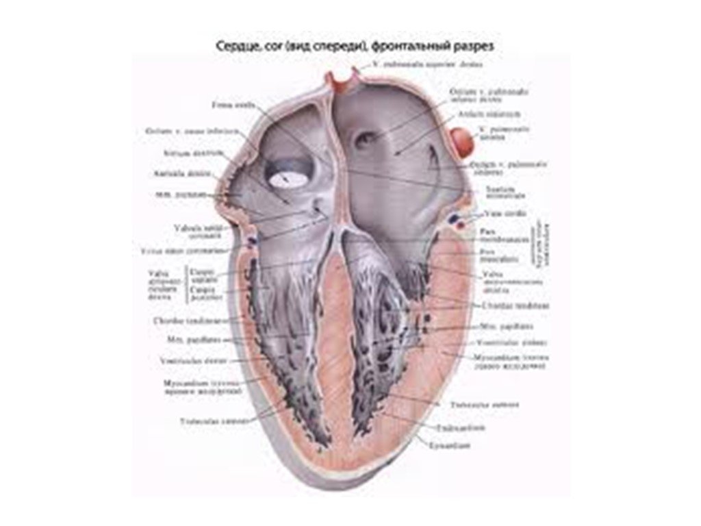 Cordis латынь. Строение правого предсердия анатомия. Правый желудочек сердца анатомия. Правое предсердие сердца анатомия. Строение правого предсердия сердца анатомия.