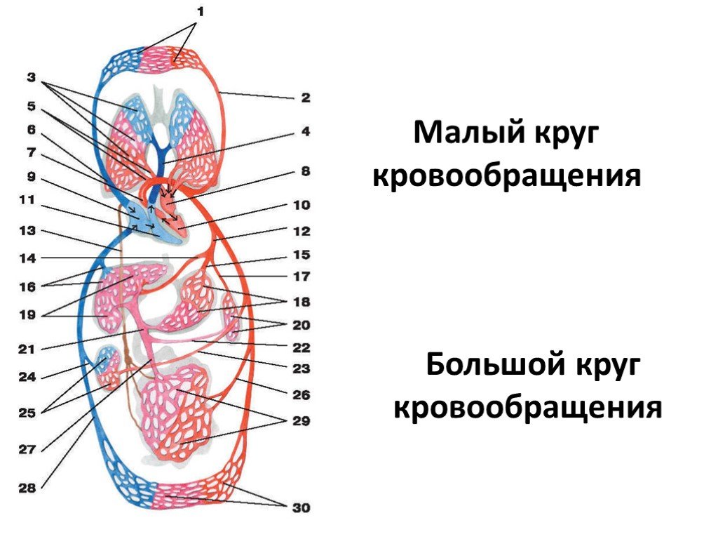 Конец большого круга. Малый и большой круг кровообращения человека схема. Малый круг кровообращения схема сердца. Сердце человека малый круг кровообращения. Большой и малый круг кровообращения схема анатомия.