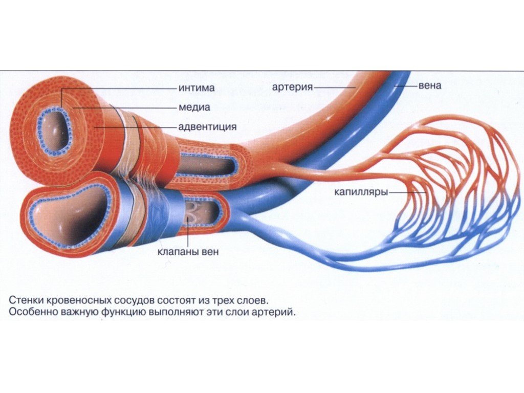 Артерии и вены определение. Стенки сосудов в артерии в венах в капиллярах. Строение стенки кровеносных капилляров. Строение кровеносных сосудов вены. Сосуд строение артерия Вена.